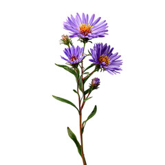 Aster beautiful flower blooming in garden