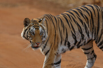 Tiger, Bengal Tiger (Panthera tigris Tigris), hanging around in Bandhavgarh National Park in India