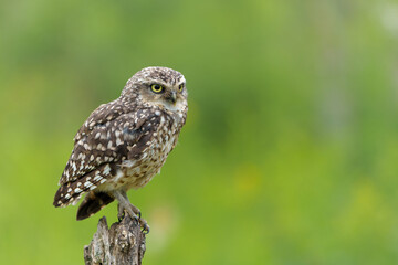 Burrowing Owl (Athene cunicularia) hanging around and looking for food in the fields in the Netherlands
