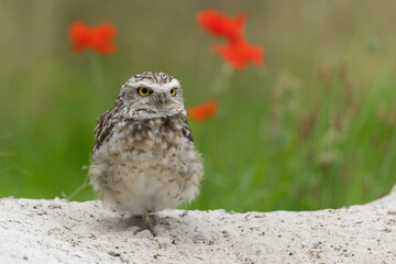 Burrowing Owl (Athene cunicularia) hanging around and looking for food in the fields in the Netherlands