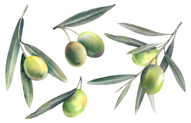 Set of olive branches with green ripe berries on a white background. Watercolor hand-painted illustration. Mediterranean fruits and berries. Olive oil for a vegetarian recipe. Menu decoration clipart.