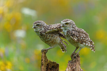 Burrowing Owl (Athene cunicularia) hanging around and looking for food in the fields in the Netherlands