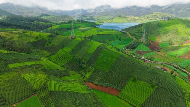 Breathtaking aerial view of endless green tea plantations covering rolling hills and valleys, with vibrant patterns, tranquil lake, and mist-kissed mountains forming a dreamlike tropical landscape.