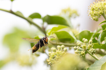 Asian hornet Vespa velutina nigrithorax, an introduced and acclimated species in Europe