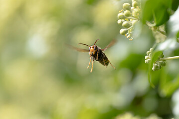 Asian hornet Vespa velutina nigrithorax, an introduced and acclimated species in Europe