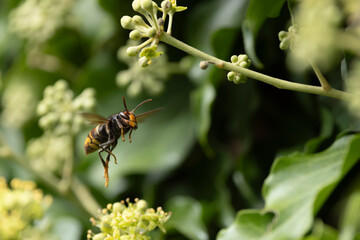 Asian hornet Vespa velutina nigrithorax, an introduced and acclimated species in Europe