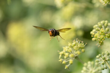 Asian hornet Vespa velutina nigrithorax, an introduced and acclimated species in Europe