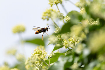 Asian hornet Vespa velutina nigrithorax, an introduced and acclimated species in Europe