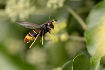 Asian hornet Vespa velutina nigrithorax, an introduced and acclimated species in Europe