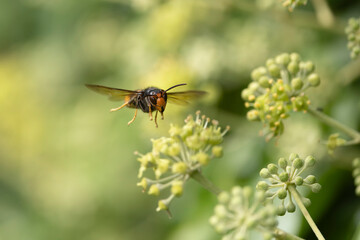 Asian hornet Vespa velutina nigrithorax, an introduced and acclimated species in Europe