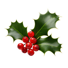 holly berries and leaves for christmas decoration isolated on white or transparent png