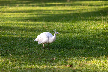 a white peacock walking on lush green grass, a beautiful peacock bird with white plumage standing...