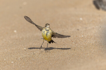 western yellow wagtail Motacilla flava on a sandy beach in Normandy