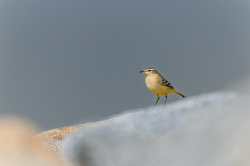 western yellow wagtail Motacilla flava on a sandy beach in Normandy