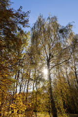 yellowing birch foliage in the autumn season in sunny weather, beautiful changes in the nature of birch trees during the autumn cold snap and a change in the color of the foliage of trees