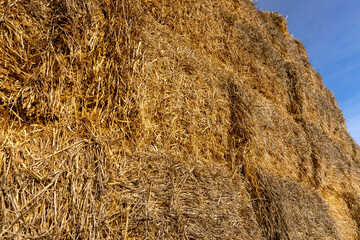 yellow stacks on the field , yellow wheat straw used in agriculture and animal husbandry , close up © rsooll