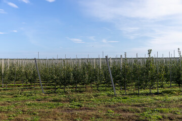 Obraz premium a young apple orchard in the autumn season, a large number of young apple trees planted in long and even rows in the orchard in the autumn season