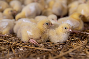 small newly hatched chickens in a poultry farm without cages on a litter of sawdust