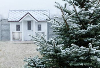 living tree with snow on the background of a white house