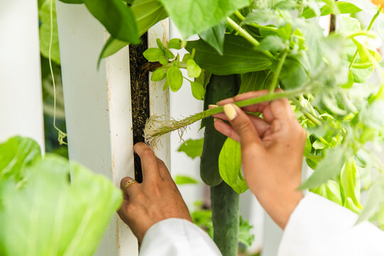 Hand planting tomato plant into hydroponic aquaponic system for sustainable growth