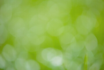 Abstract defocused background of blurred greenery. Defocus light natural.
