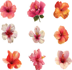 collection of flowers