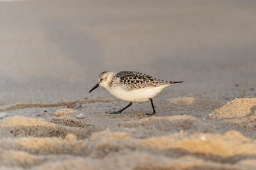 A Sanderling strolls across the sandy beach. Small shells lie scattered at its feet.