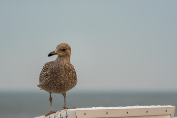 Close-up of a young herring gull on a beach chair. Their plumage displays beautiful patterns against the ocean horizon.