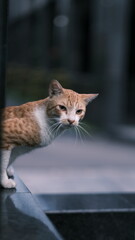 A vigilant ginger and white cat peeks around a dark corner, its amber eyes focused, creating a...