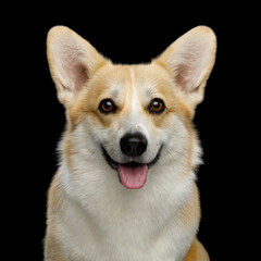 Portrait of Funny dog corgi pembroke in studio in front of black background