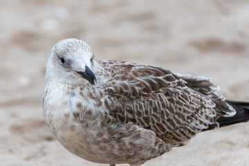 Juvenile Gull standing, sideways view. A juvenile gull stands calmly on the sand, its patterned feathers well visible. It looks alert and relaxed.
