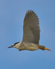 AVES DE DOÑANA