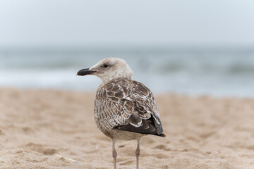 Juvenile Gull standing with sea in background. A young gull stands on the sandy beach with the sea blurred behind. Its brown plumage contrasts with the soft waves.