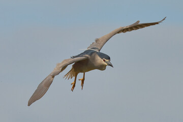 AVES DE DOÑANA