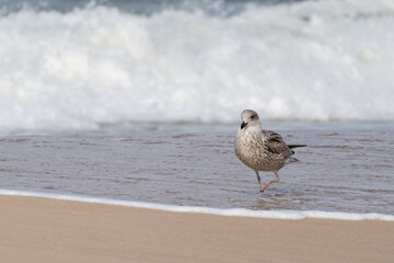 Young gull by the stream. A young gull walks along the surf line as the water touches the sand. It lifts one leg as it walks.