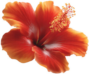 A vibrant, fiery orange hibiscus flower with delicate yellow stamen, isolated on a clean transparent background, showcasing its intricate petal structure and tropical beauty