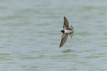 Naklejka premium Barn Swallow Hirundo rustica in flight 