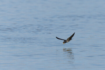 Barn Swallow Hirundo rustica in flight 