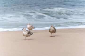 Three young gulls on the beach. Three young gulls are loosely spread out on the beach. In the background, waves and white foam roll onto the shore.