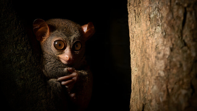 A tarsier illuminated by warm tree shadow, captured in cinematic low light to emphasize facial expression and texture.