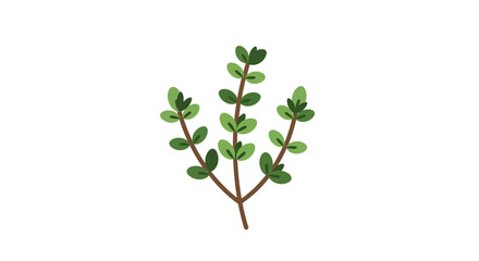 Obraz premium Illustrated green thyme plant on white background botanical vector design