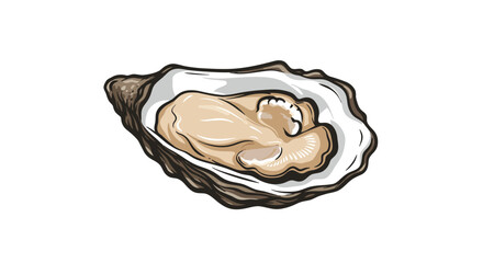 Oyster illustration detailed artwork of a fresh open shell on white