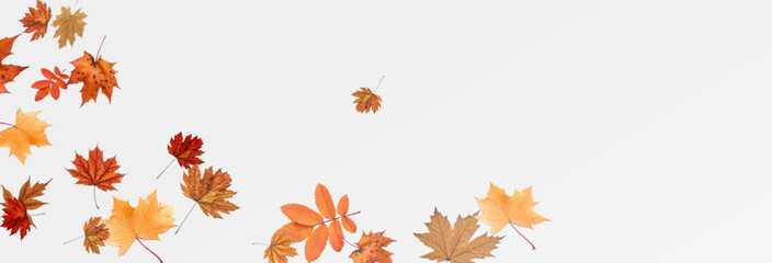 Autumn falling leaves on transparent background, vector, png. Wave of falling leaves in the wind, leaf fall. Rowan berries, acorns, yellow leaves of oak, maple, birch, rowan.