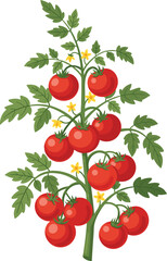 An illustration of a lush tomato plant featuring ripe red tomatoes, green leaves, and yellow blossoms—perfect for garden, agriculture, botanical, and healthy food projects