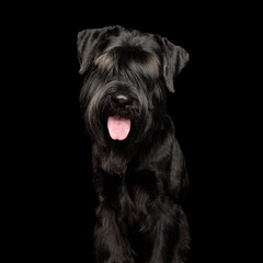 Portrait of the black Giant Schnauzer dog isolated on black background