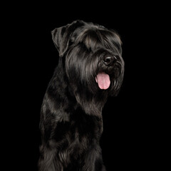 Portrait of the black Giant Schnauzer dog isolated on black background