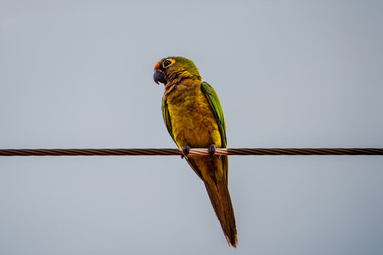 Peach-fronted parakeet balanced on utility cable against grey sky