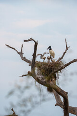 Jabiru stork feeding chicks in massive nest high above Pantanal