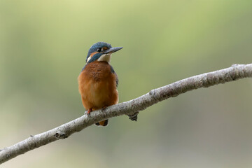 Common European Kingfisher Alcedo atthis perching on a branch or in flight