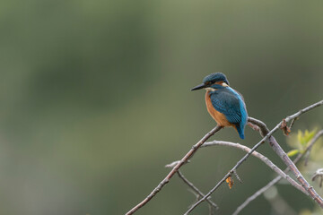 Fototapeta premium Common European Kingfisher Alcedo atthis perching on a branch or in flight